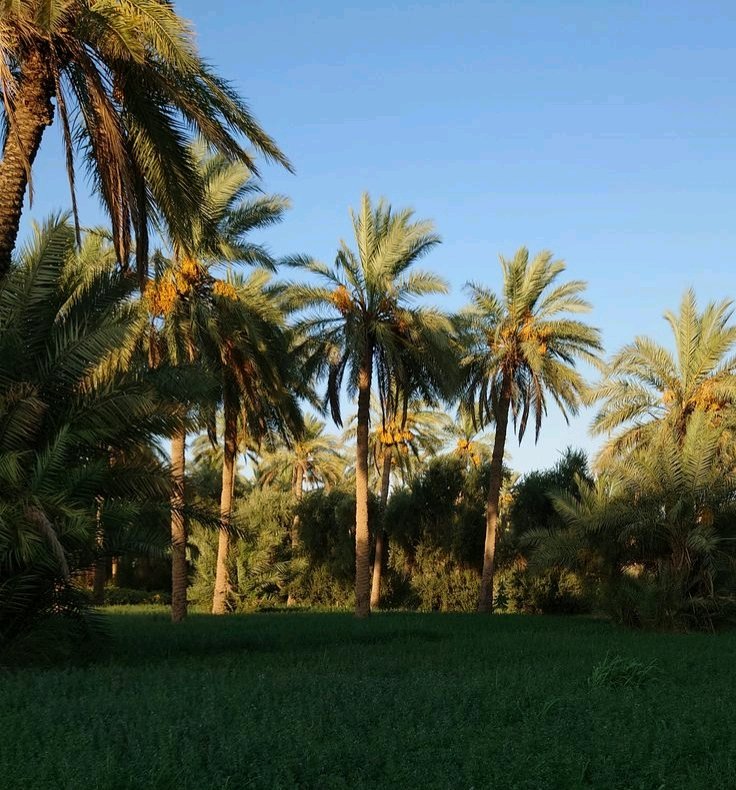 مقابل حي العباس خلف خباطة العتبة على طريق بغداد 