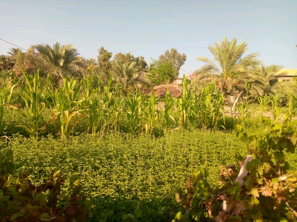 دونم فيه بيتان للبيع  - 2