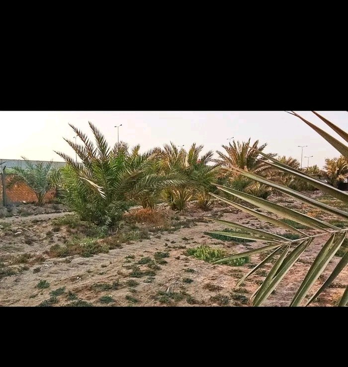 مزرعه  - 5