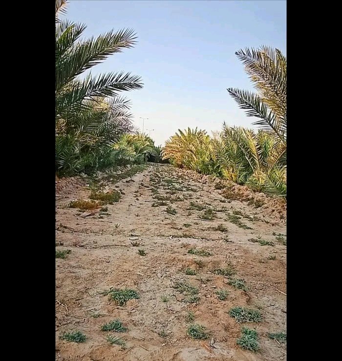 مزرعه  - 2