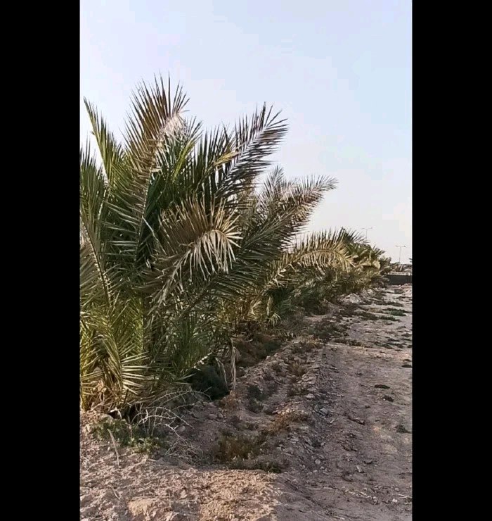 مزرعه  - 4