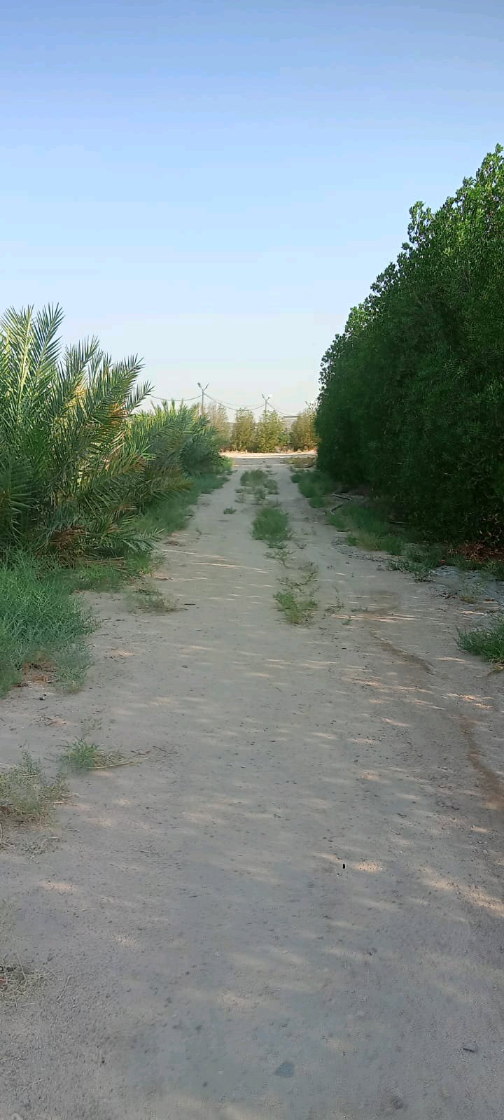 مزرعة للبيع  - 3
