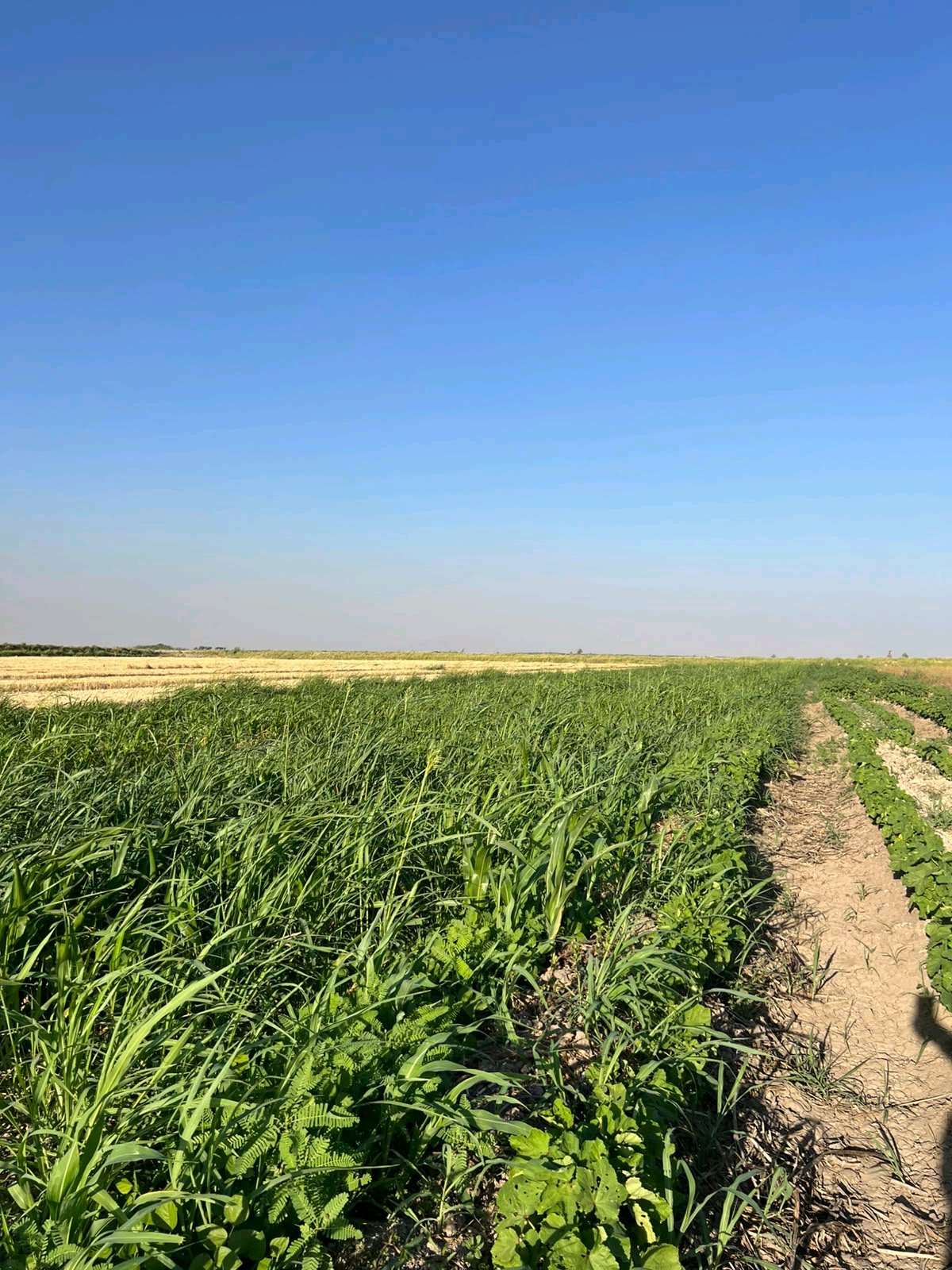 قطعة أرض زراعية للبيع - 2
