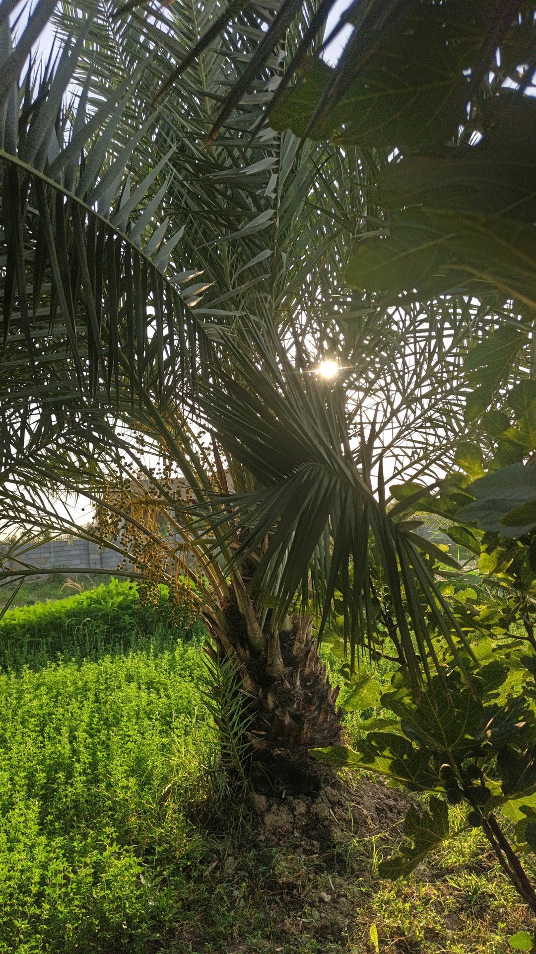 زراعي عقد 117بسمي احولك مباشر  - 3