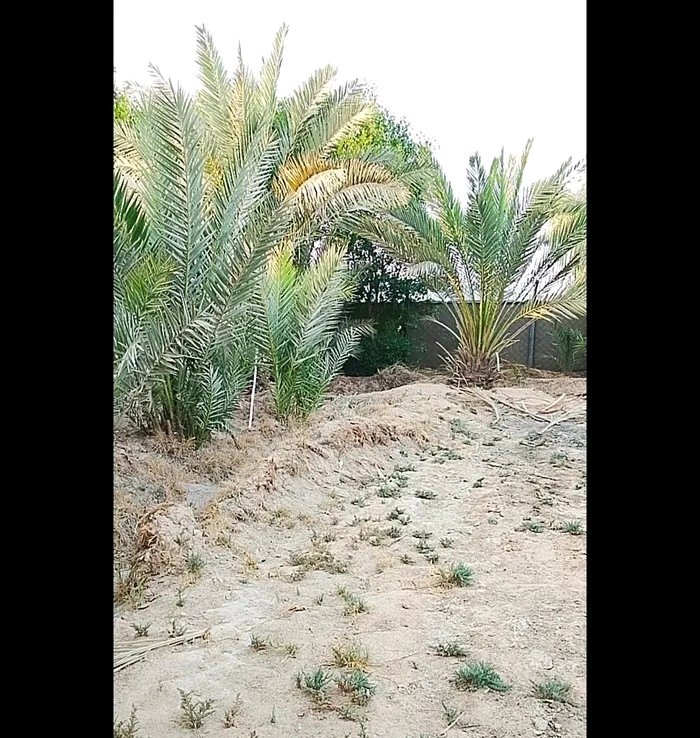 مزرعه  - 3