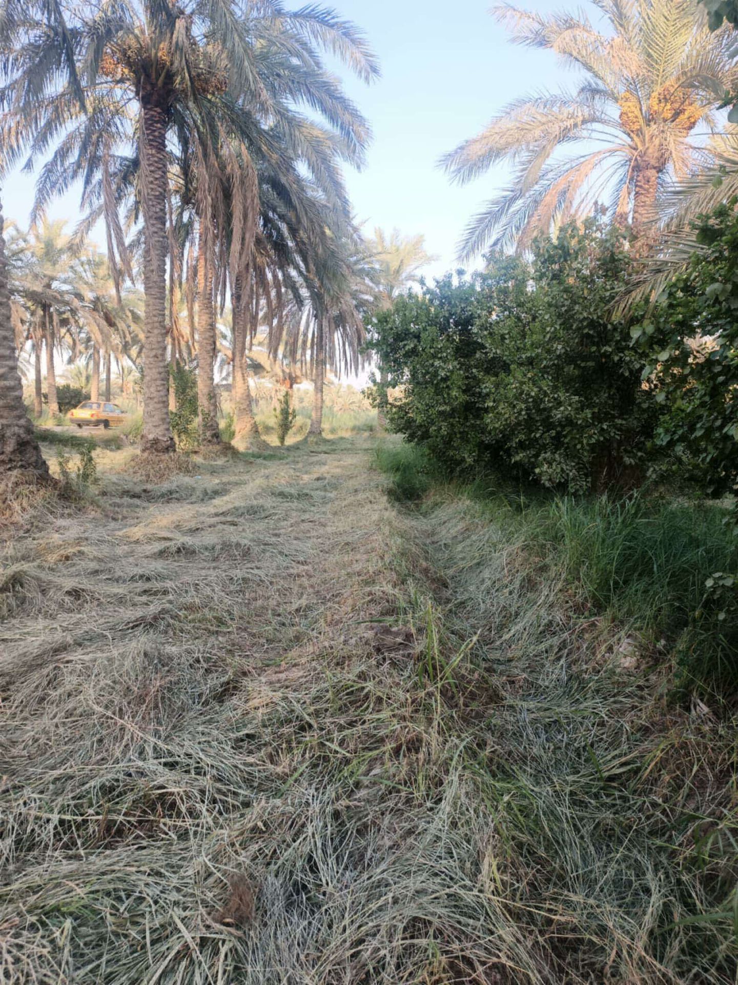 ارض سند 25 للبيع