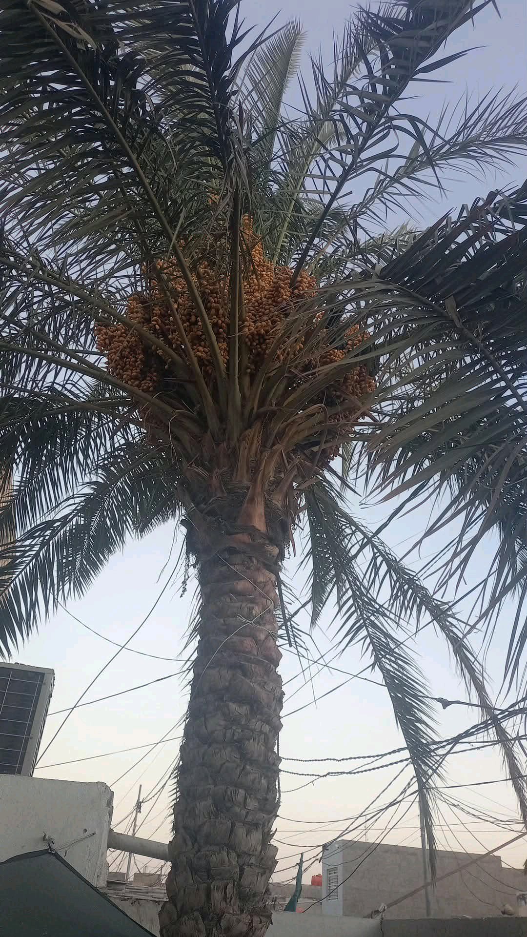 بيت للبيع كوفه حي ميسان قطاع 23